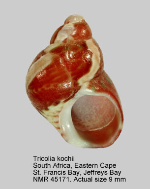 Tricolia kochii.jpg - Tricolia kochii(Philippi,1848)